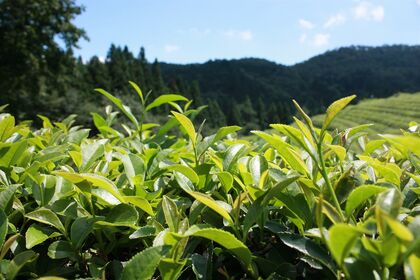 緑茶の茶葉